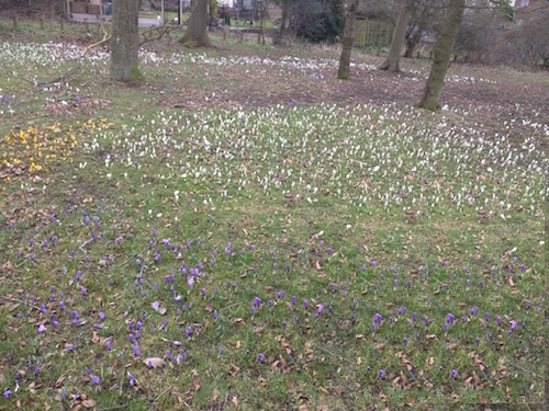 fleurs birmingham jonquilles foret