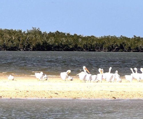Pélicans à 10000 islands